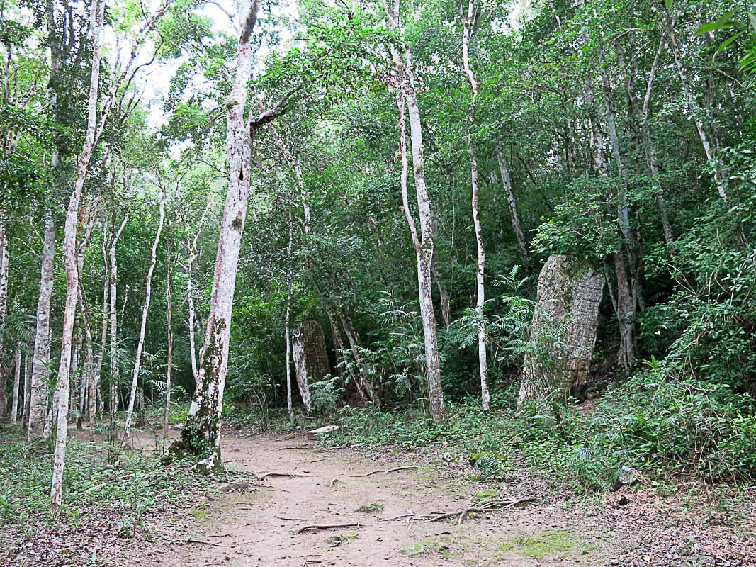 Calakmul - Stehlen in Situ
