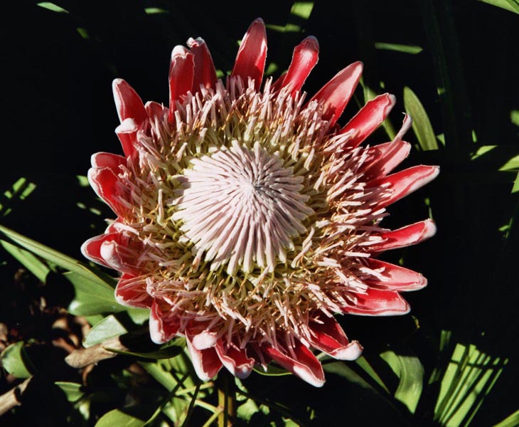 Protea am Tafelberg