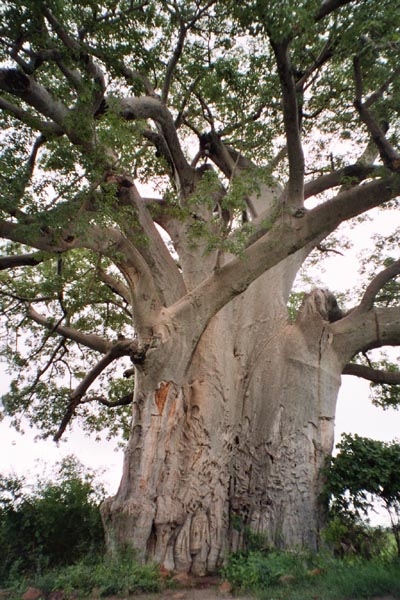 Alter Baobab im Mahango