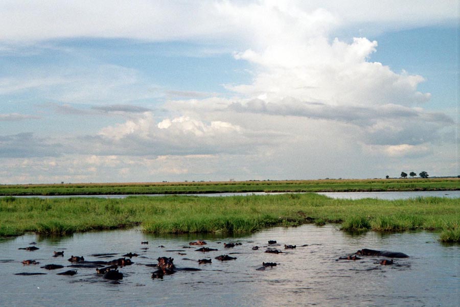 Flusspferdepool im Chobe