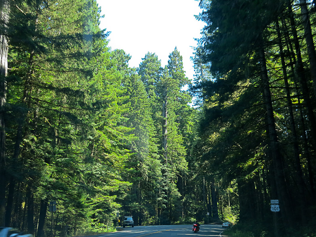 Highway 101 South durch die Redwoods