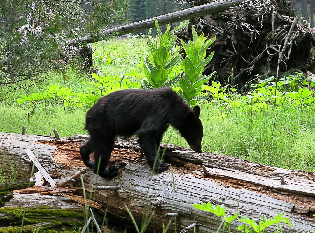 Schwarzbär im Sequoia
